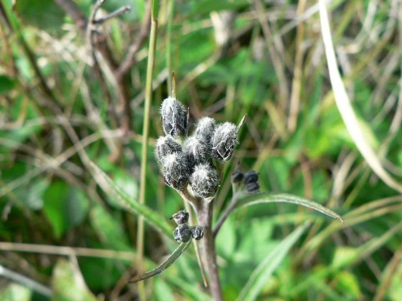 Saussurea 5