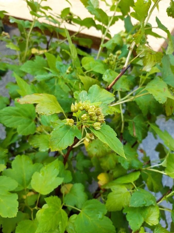 Potočnice strední 3