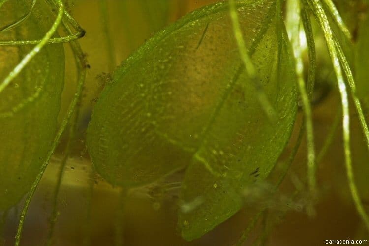 Rzęsa wodna 11