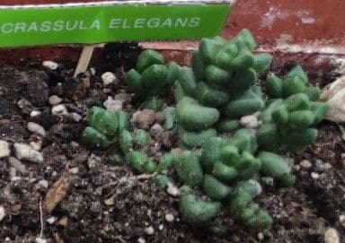Crassula
