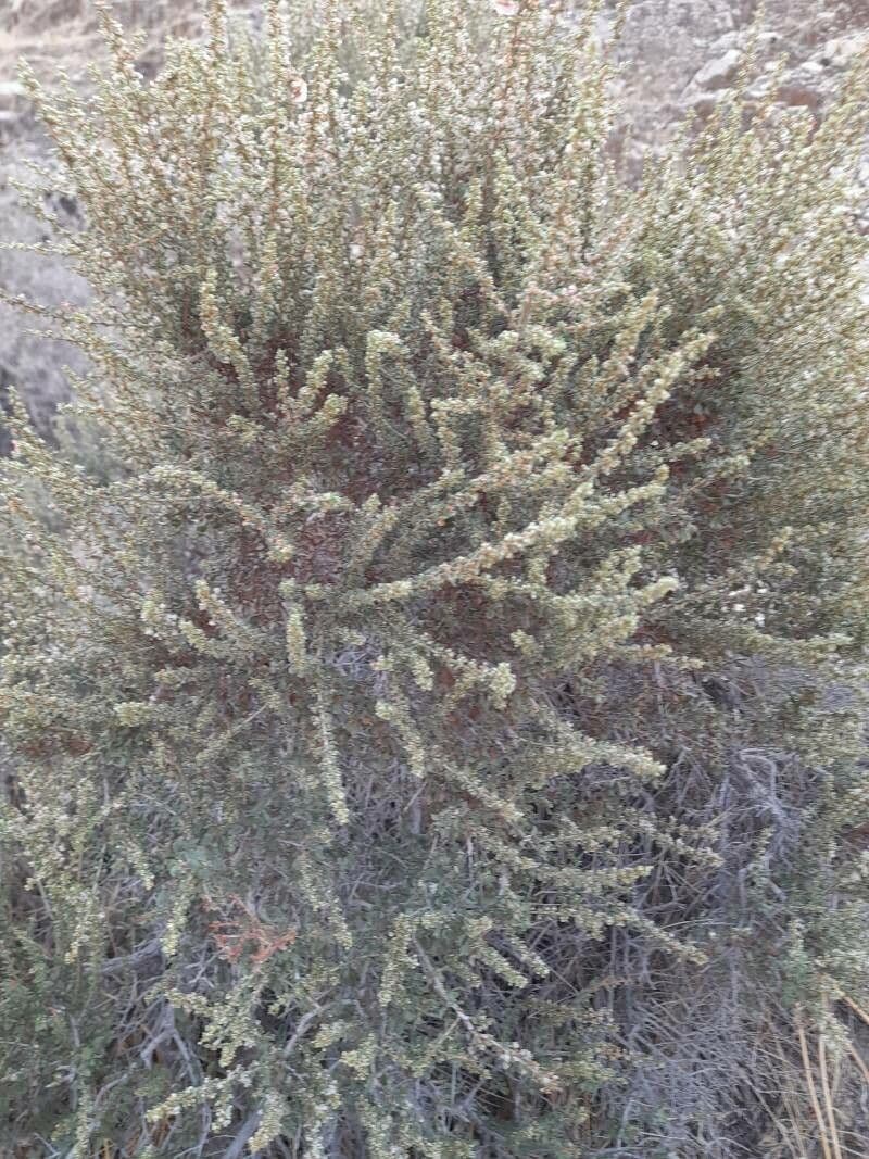 Pteropyrum 8