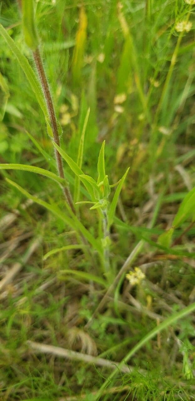 Castilleja 11