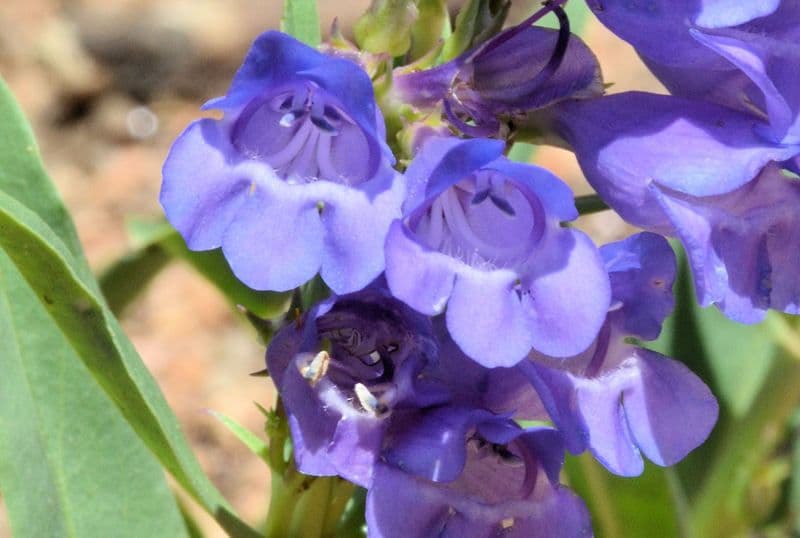 Penstemon 3