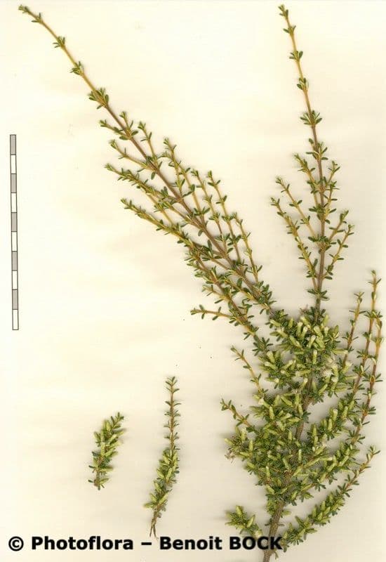 Olearia 5