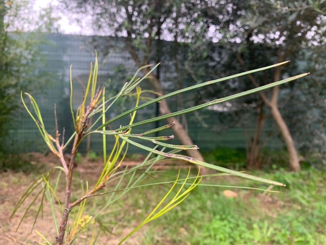 Grevillea Johnsonova 11
