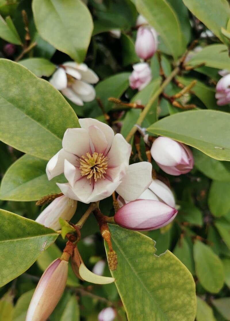 Chenille copperleaf 18