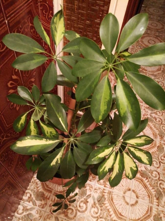 Schefflera arbicole 10