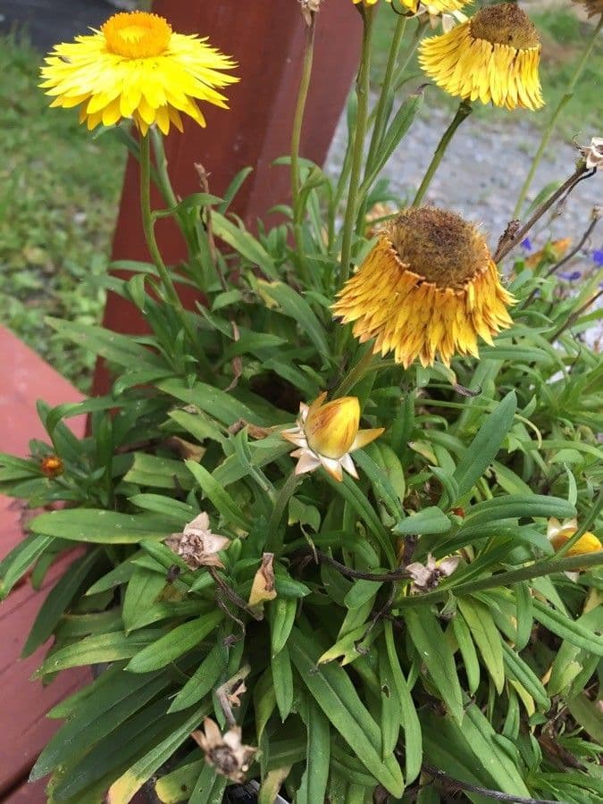 Xerochrysum 21