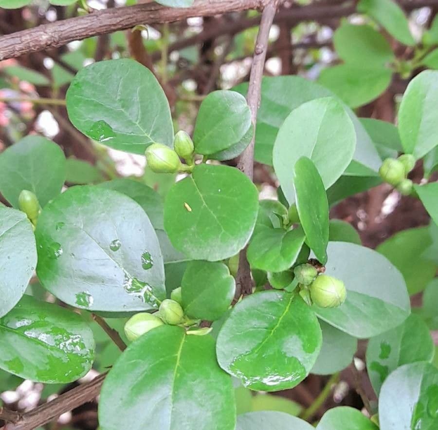 Brunfelsia australe 14