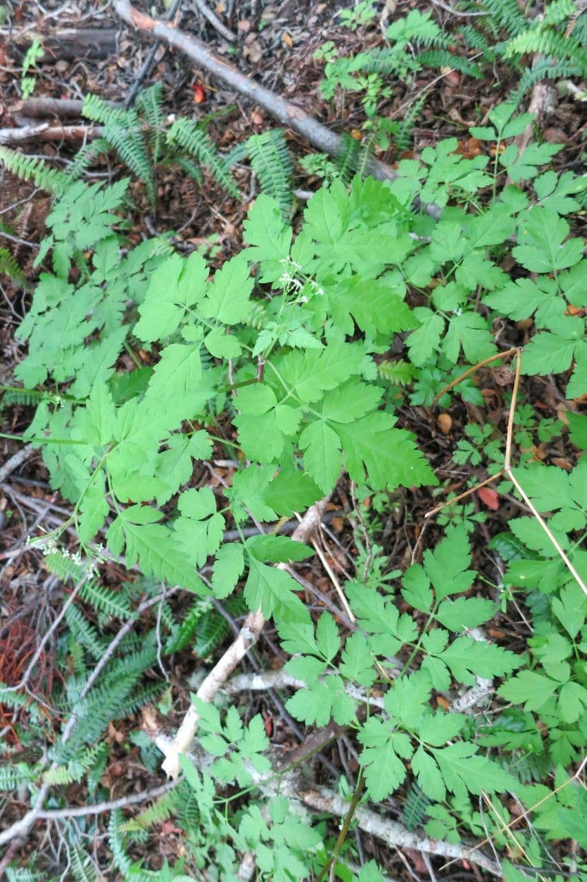 Osmorhiza cilena 4