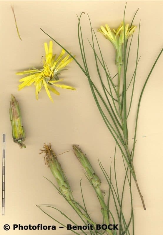 Scorzonera graminifolia 16