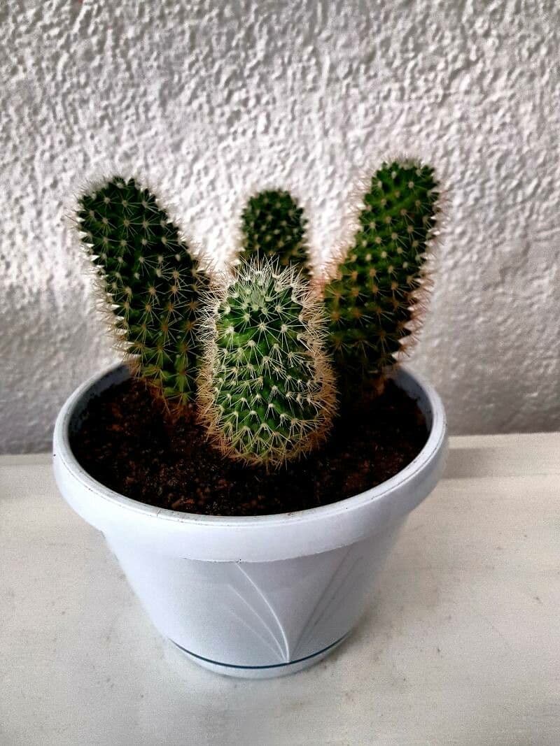 Cactus coussin de Backeberg 17