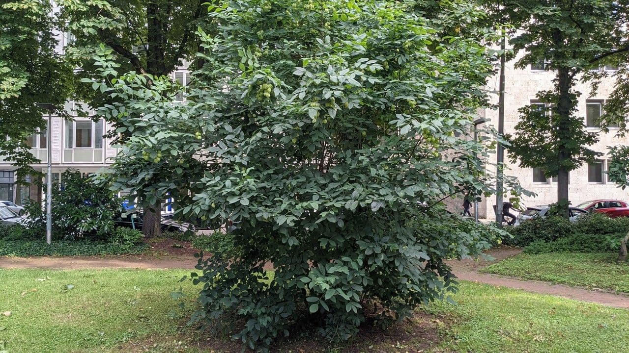 Staphylea pinnata 13