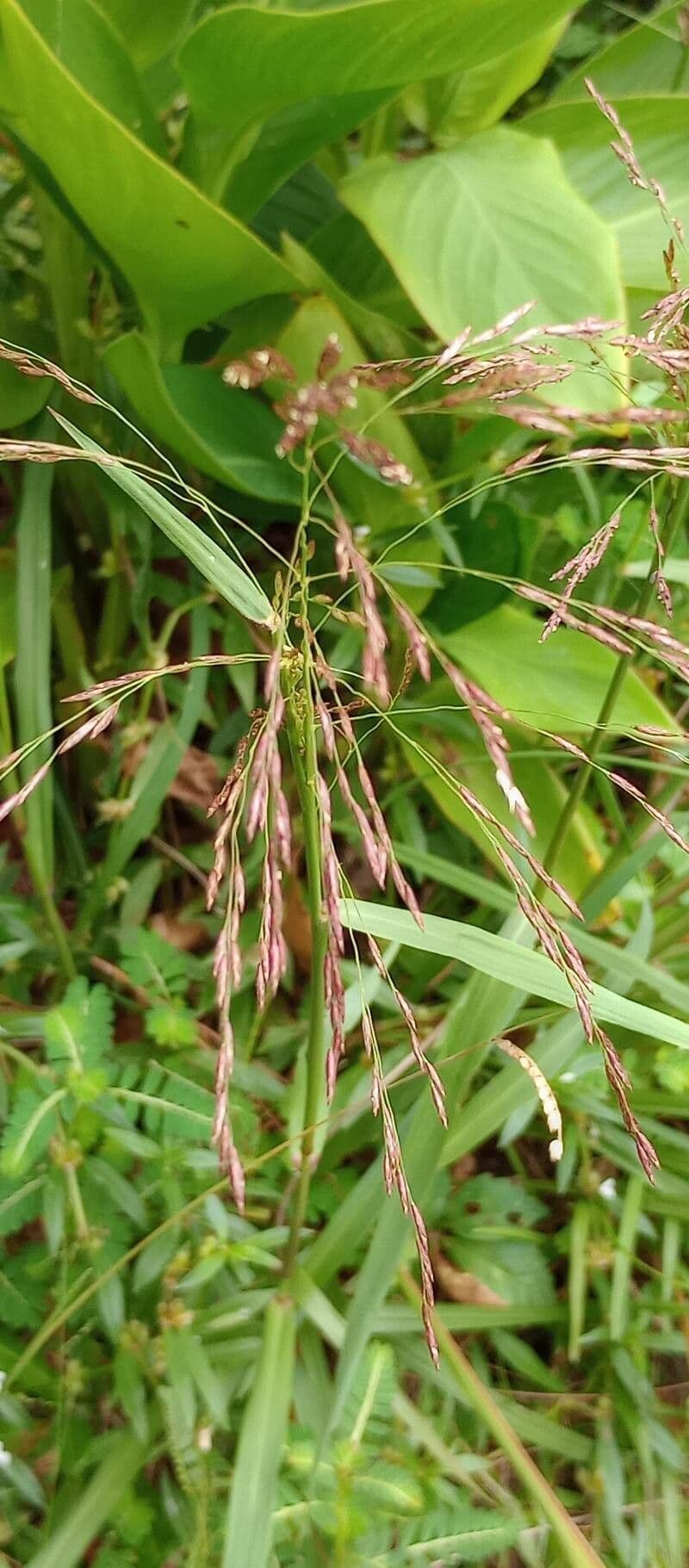 Tridens flavus 8
