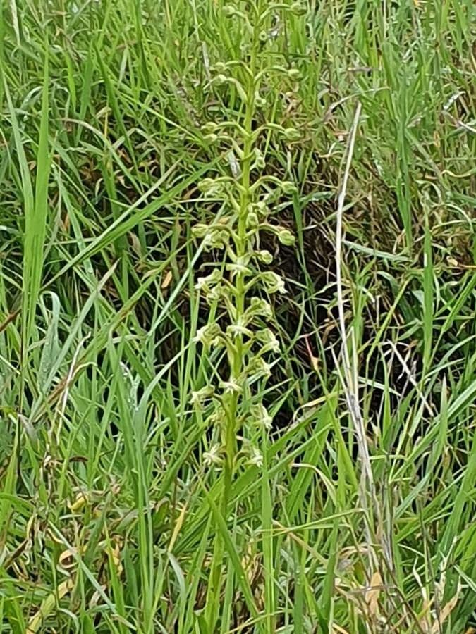 Habenaria 7