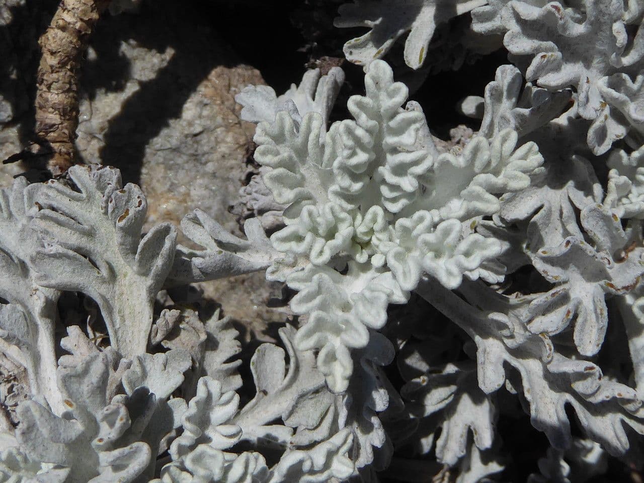 Senecio leucofillo 15