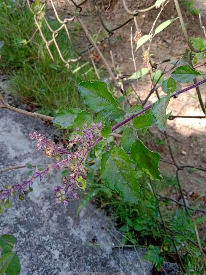 Basilico sacro 9