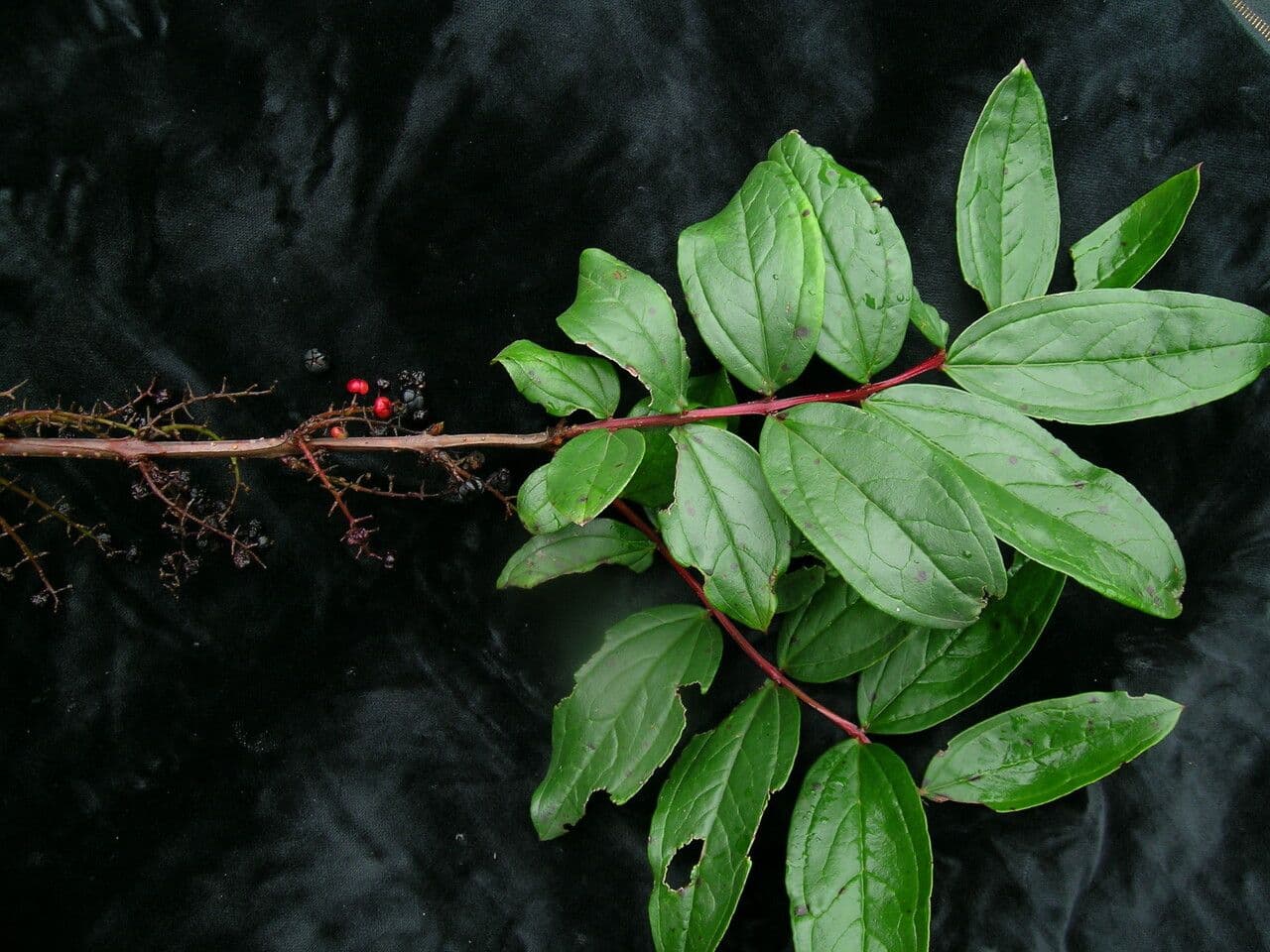 Coriaria nepalensis 4