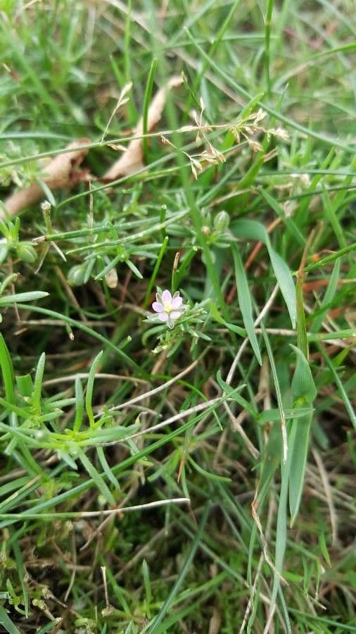 Spergularia marina 5