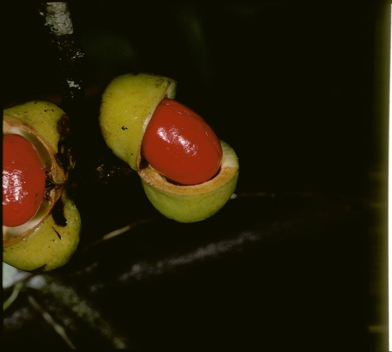 Iryanthera