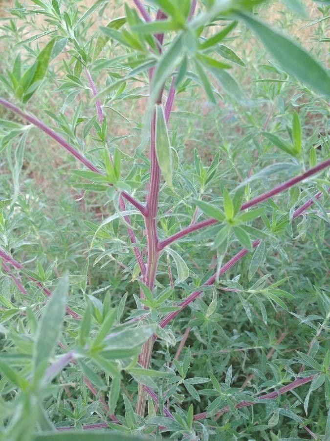 Baum-Lupine 25