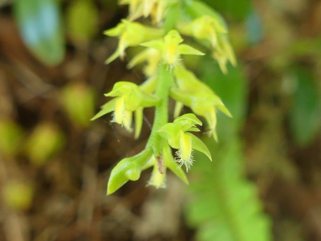 Bulbophyllum 3