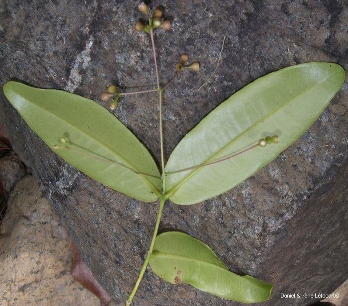 Syzygium 10
