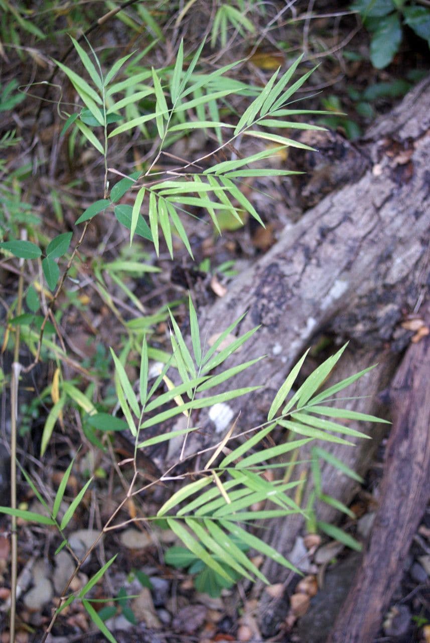 Breitbuschige Lasiacis 7