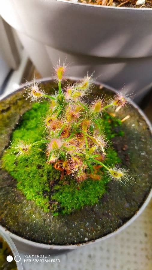 Drosera 2