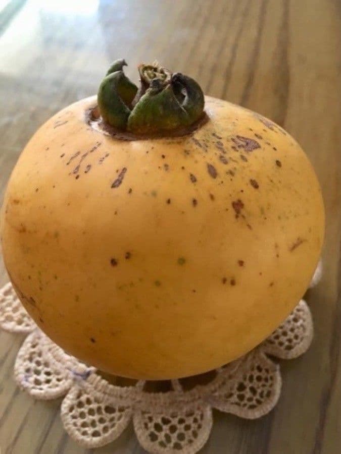 Diospiro decandra 2