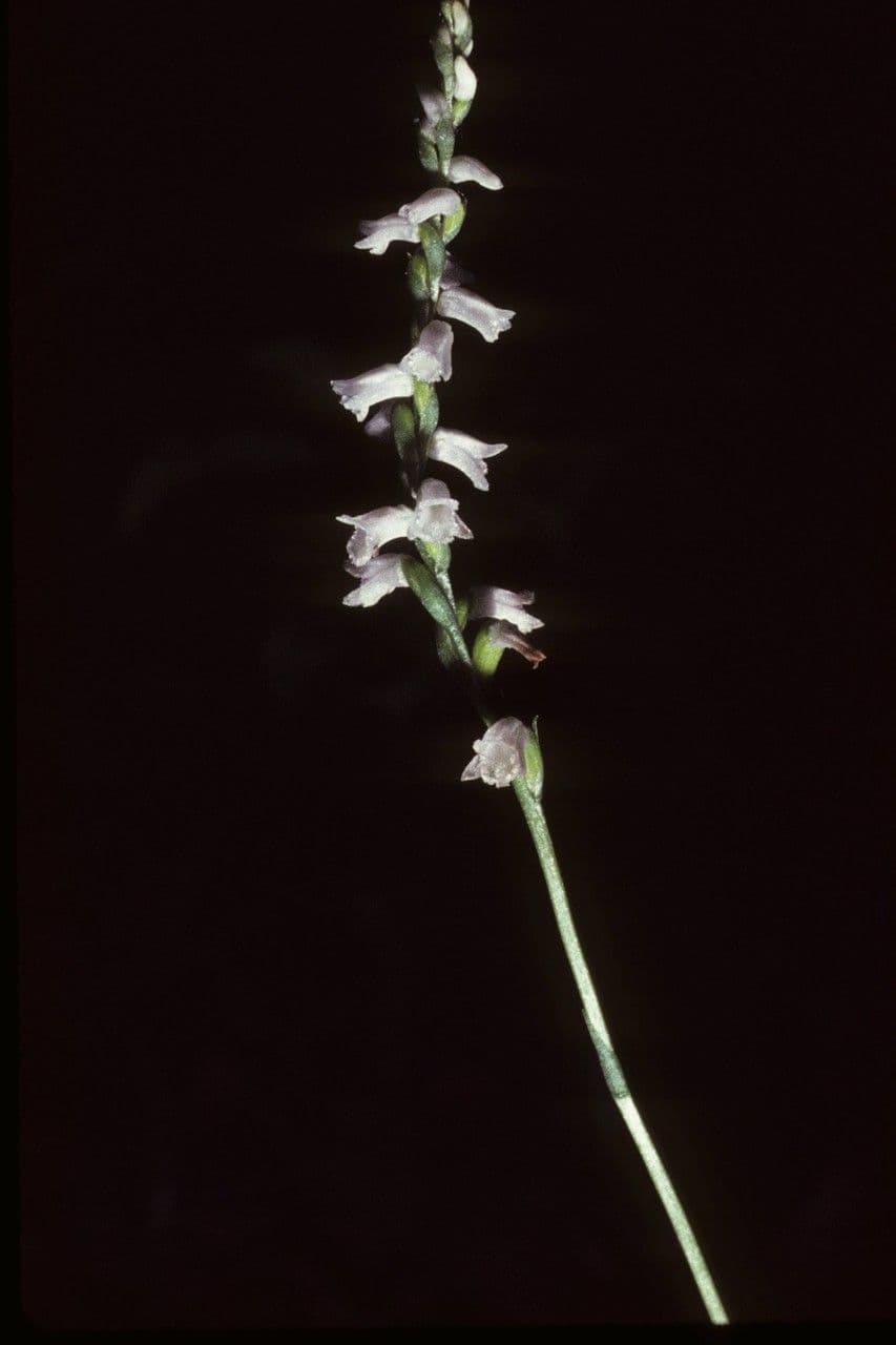 Spiranthes 2