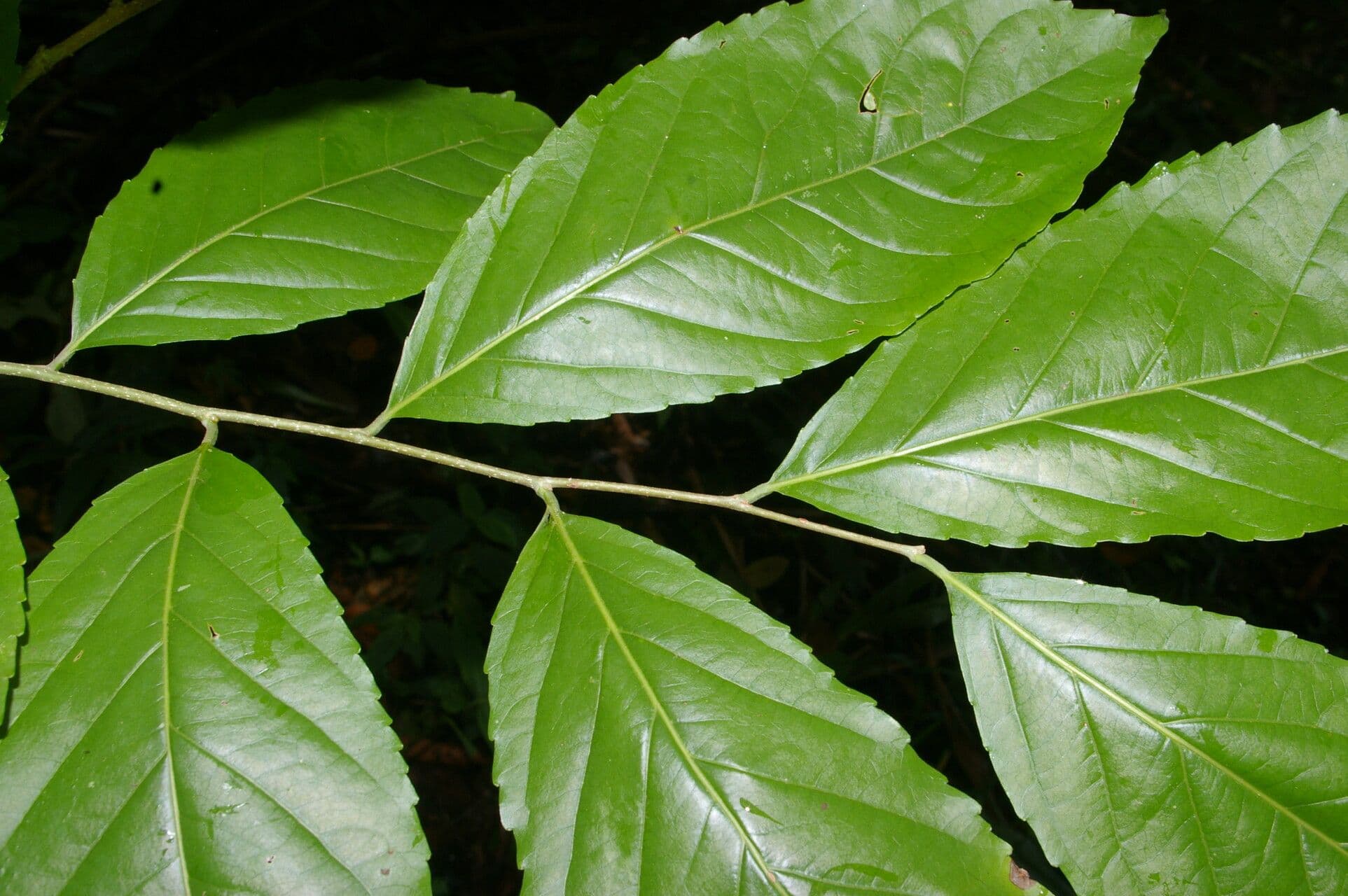 Homalium 4