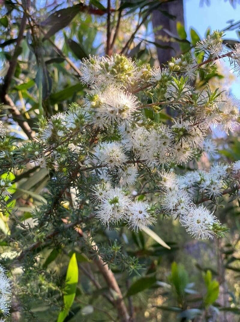 Kunzea ambigua