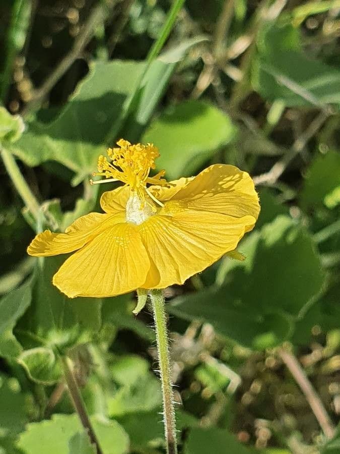 Abutilon 10