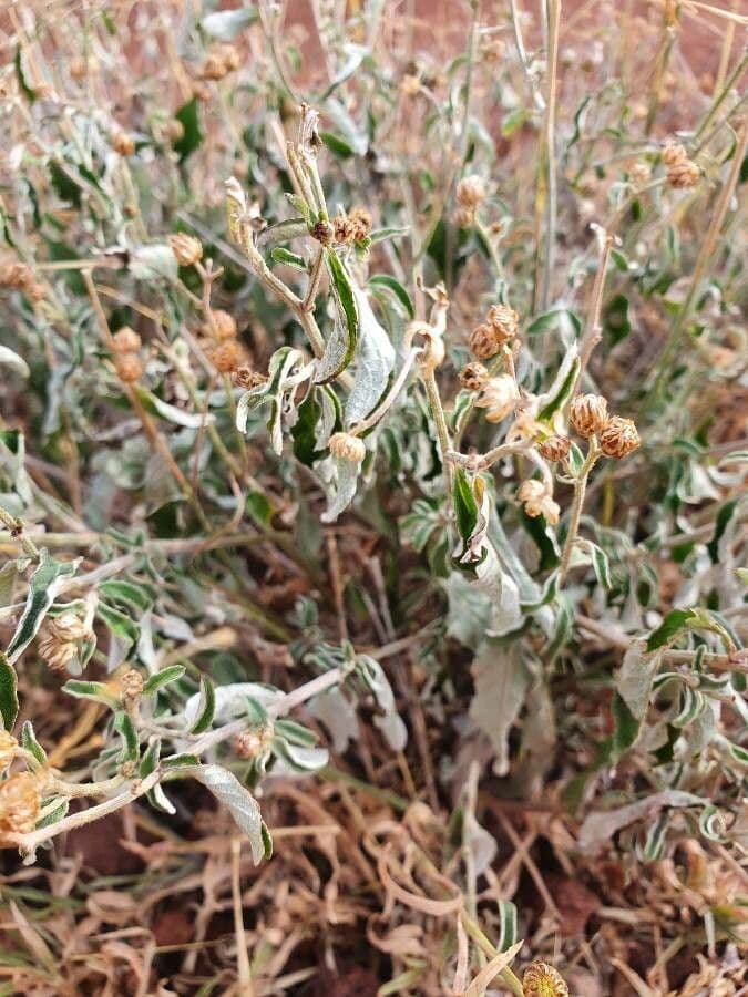 Gutenbergia 2