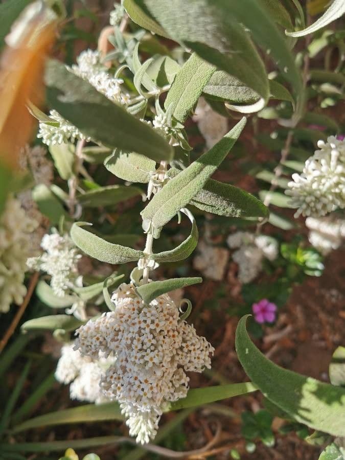 Salbei-Buddleie 16