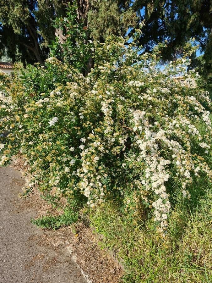 Spirea giapponese 13