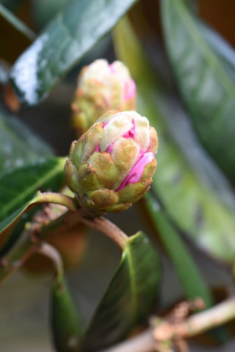 Rododendro 20