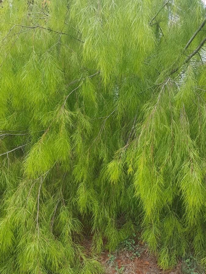 Acacia 9
