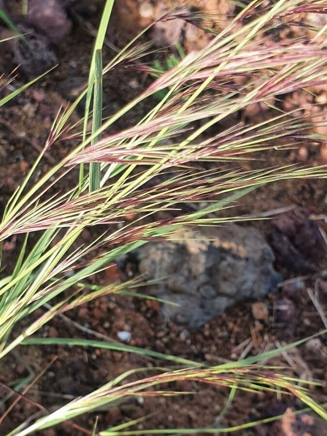 Aristida comune 9