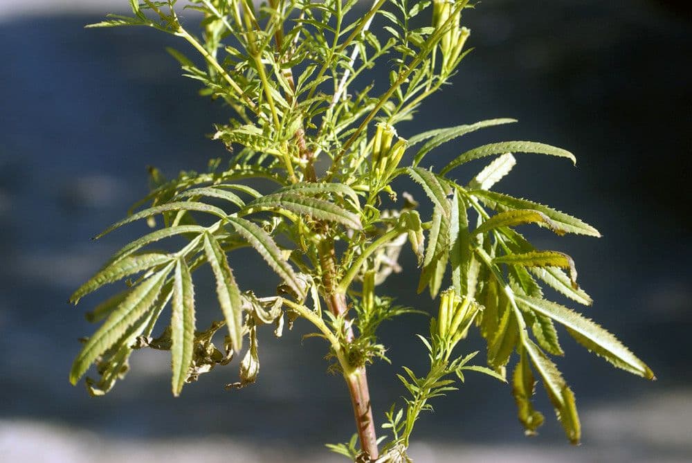 Tagetes minuta 29