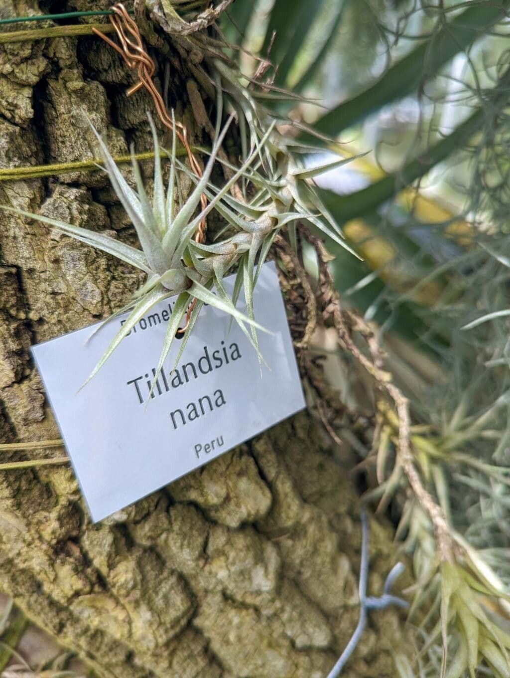 Tillandsia nana