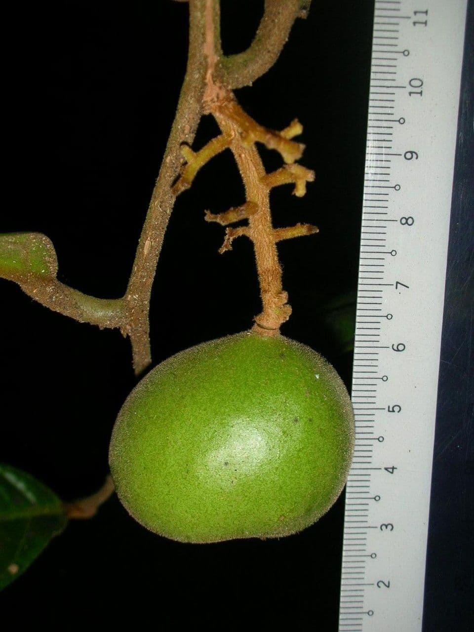 Leretia