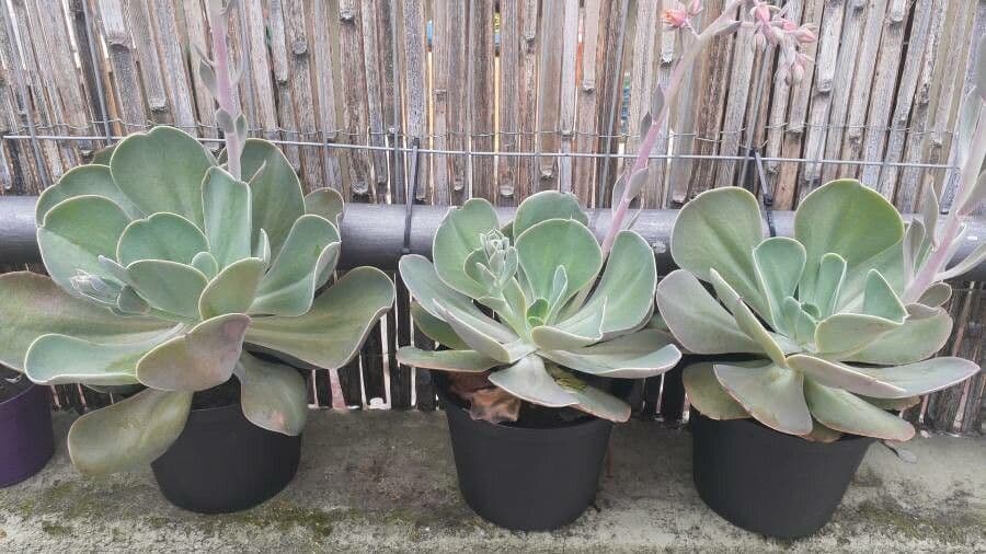Echeveria 17