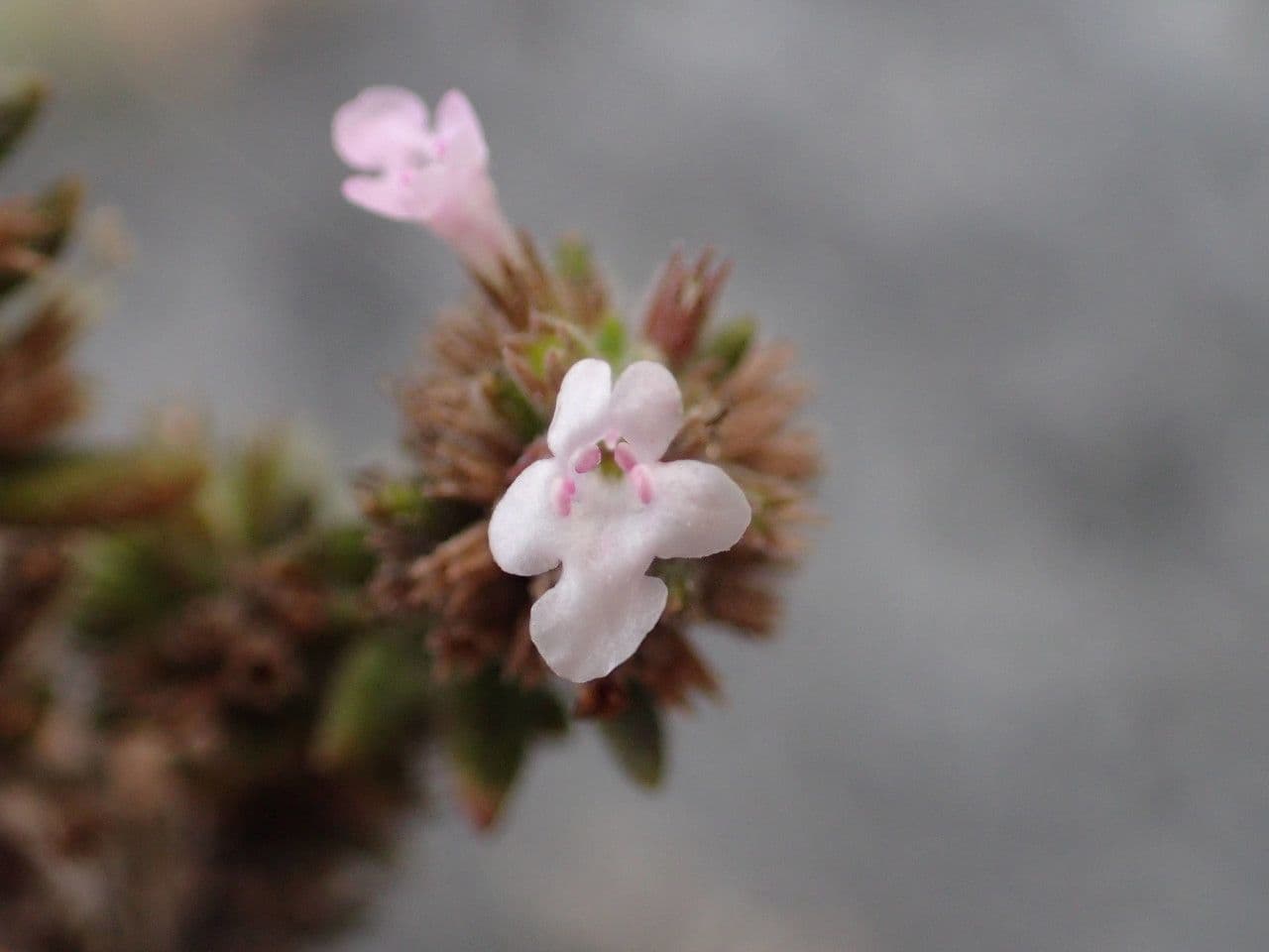 Micromeria 3