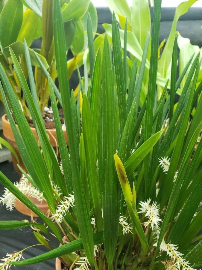 Dendrochilum 5