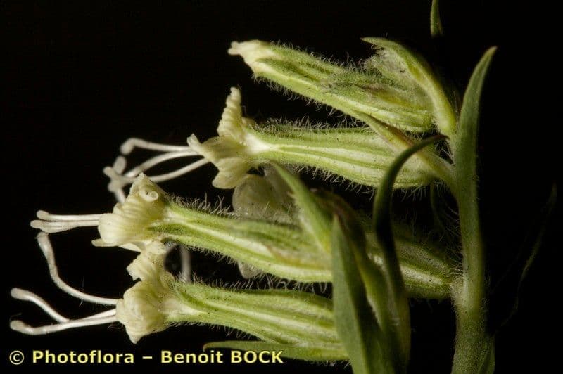 Silene dicotoma