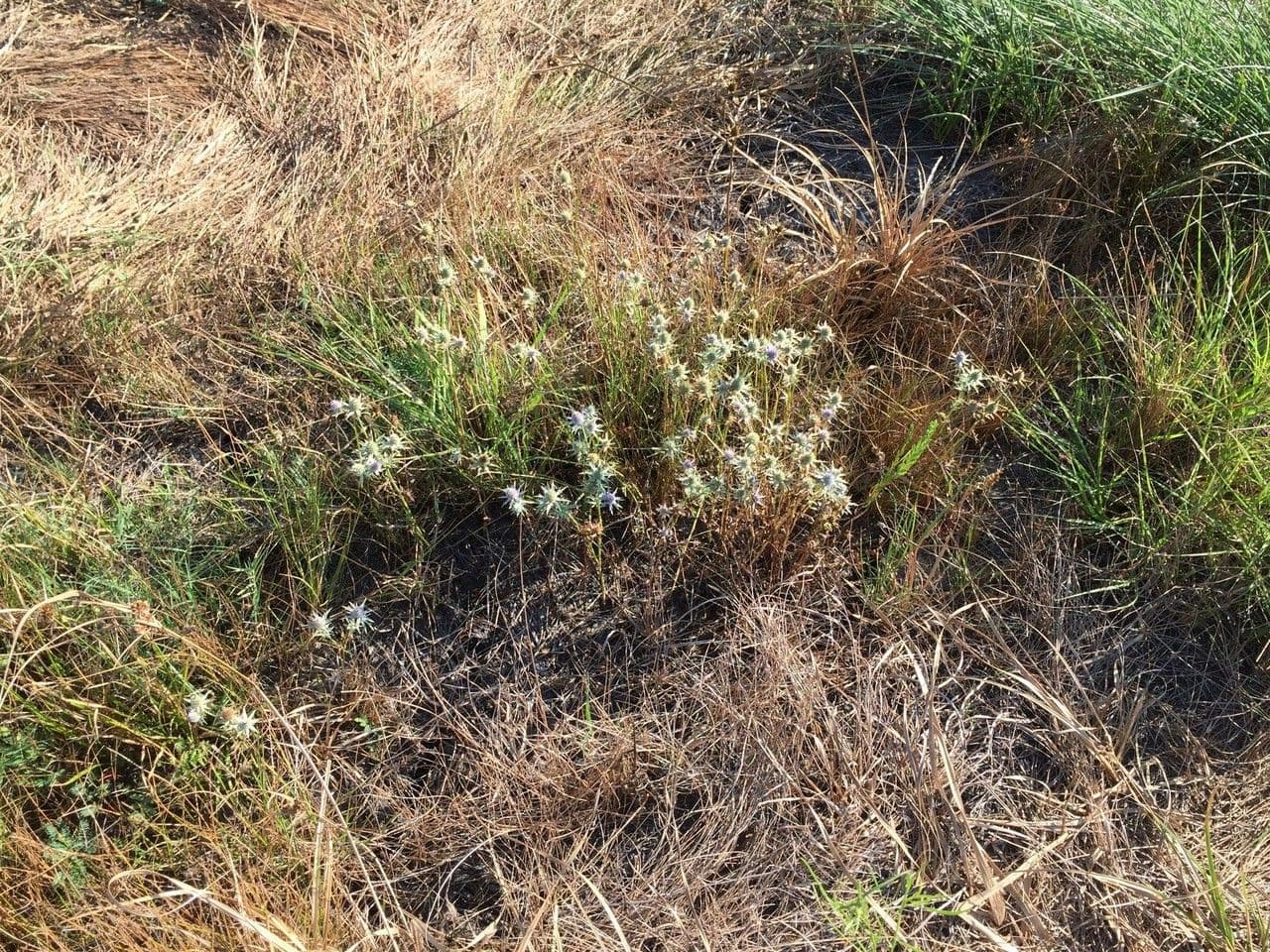 Panicaut 8