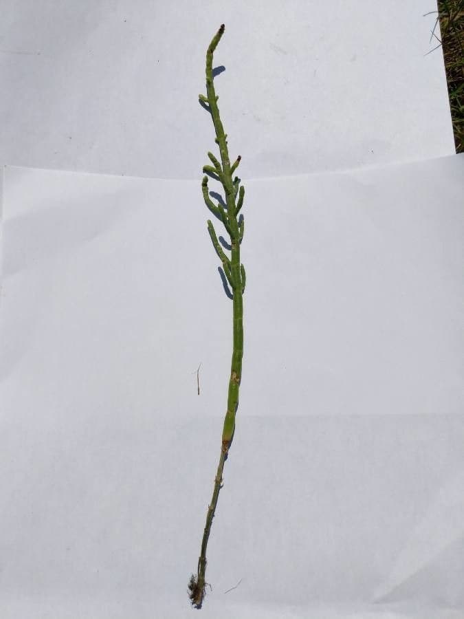 Salicornia