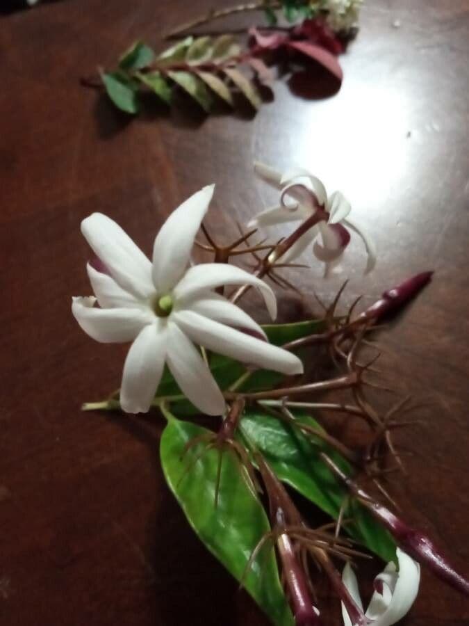 Jasmin 5